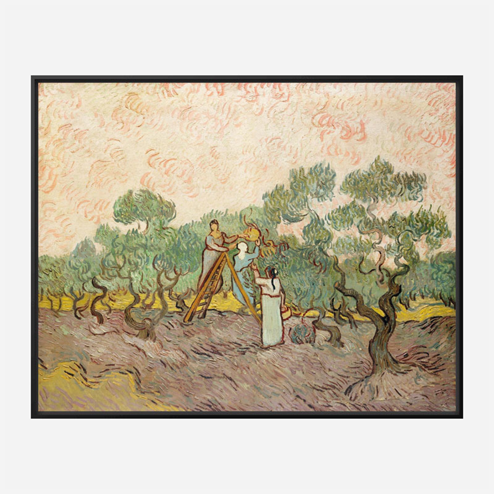 Women Picking Olives By Vincent Van Gogh Art Print