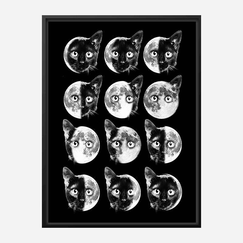 Cat Moon Phases